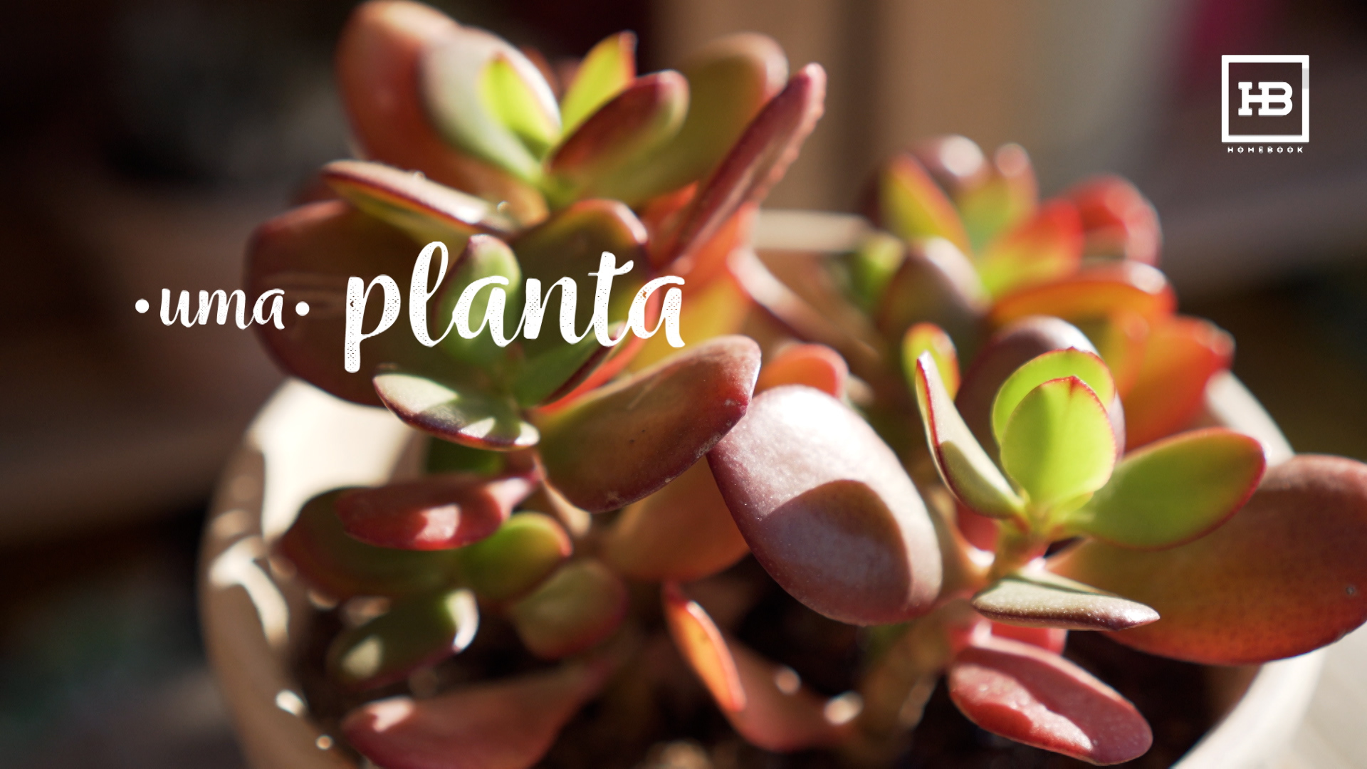 Uma planta